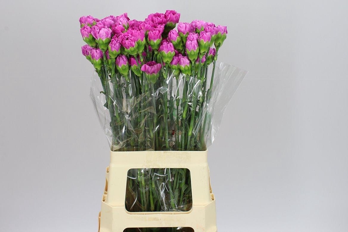 <h4>Di St Farida</h4>