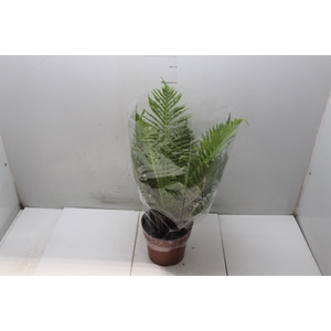 BLECHNUM GIBBUM SILVER LADY P17