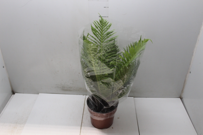 BLECHNUM GIBBUM SILVER LADY P17