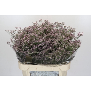 Limonium Safora Oshi Pink