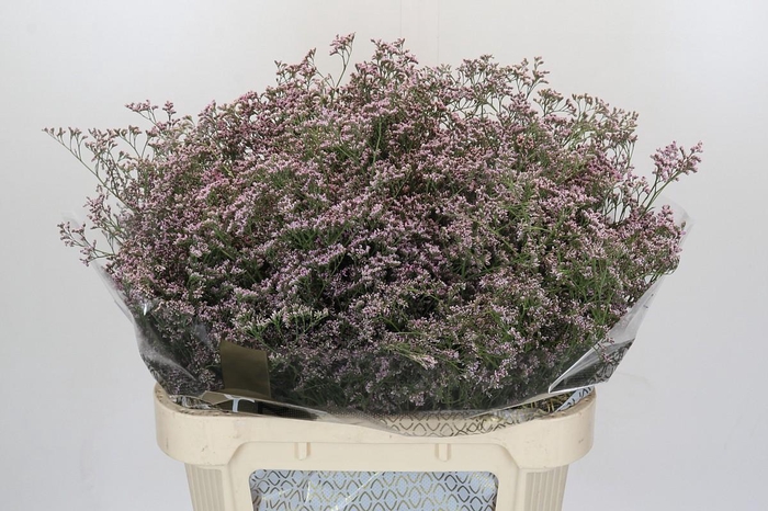 <h4>Limonium Safora Oshi Pink</h4>