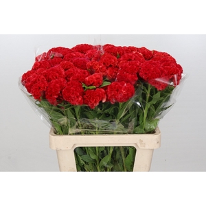 Celosia Cristata Bombay Red