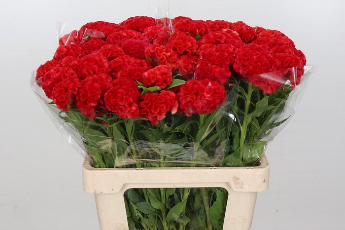 <h4>Celosia Cristata Bombay Red</h4>