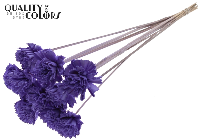 Shola Karnish Flower 6cm on stem Milka