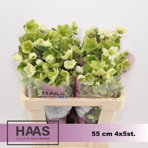 HELLEB MAGNIF BELLS 4 X 5st.