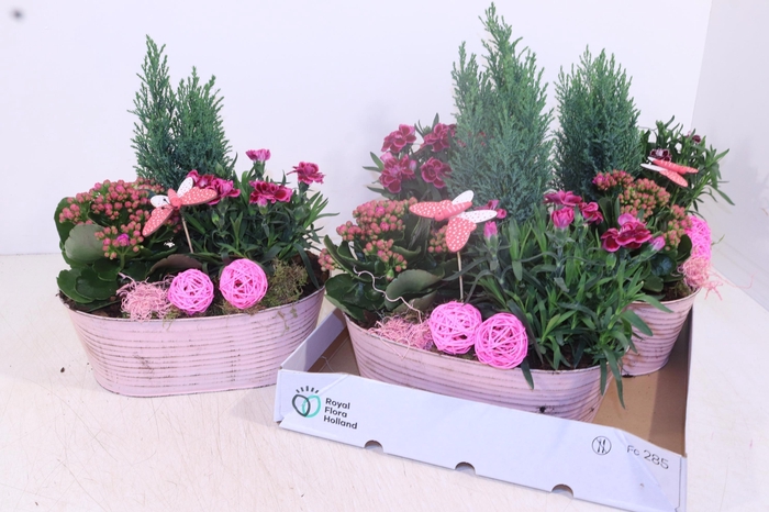 <h4>ARR TUINPLANTEN</h4>