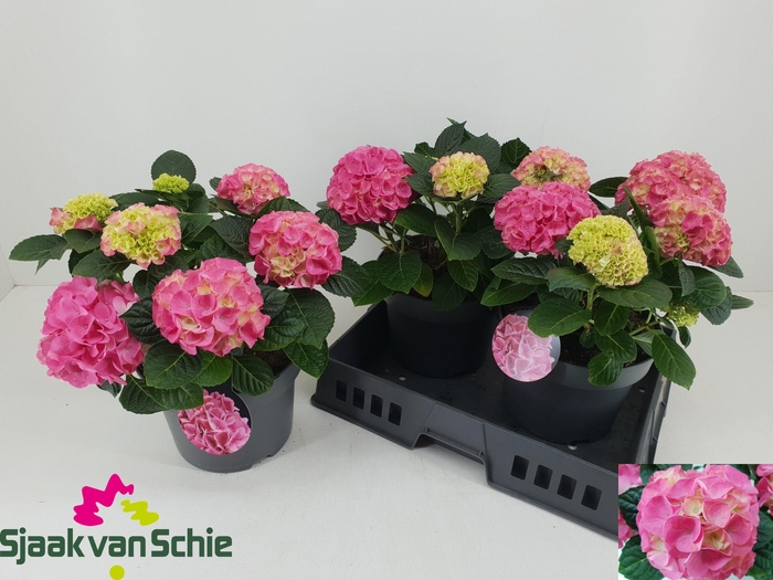 <h4>HYDR M HI MEADOW</h4>