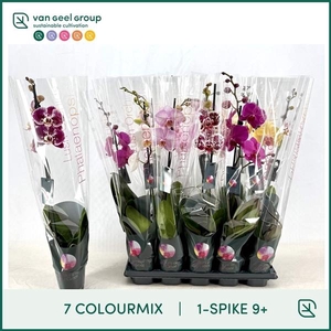 1-tak 9+ 65cm 7 Colourmix