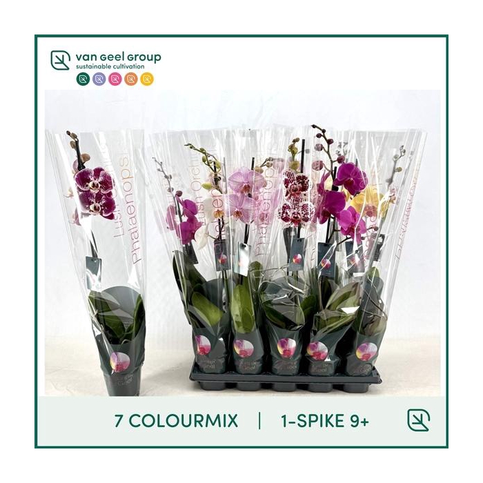 <h4>1-tak 9+ 65cm 7 Colourmix</h4>