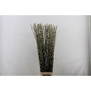 SALIX CA SNOW FLAKE
