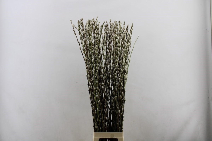 <h4>SALIX CA SNOW FLAKE</h4>