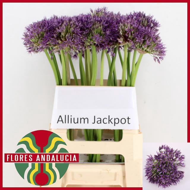 ALLIUM GROOTBLOEMIG