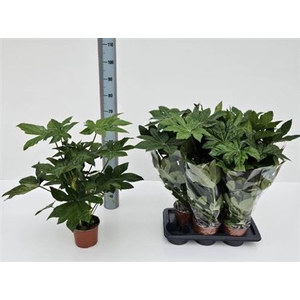 Fatsia Ov