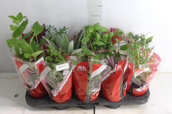 <h4>ERVAS AROMATICAS P11</h4>