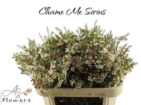 <h4>Chame Me Sirius</h4>