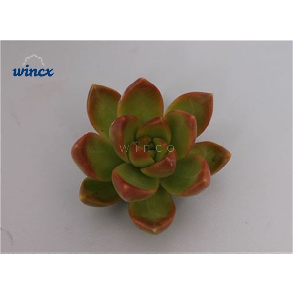 <h4>Sedum Adolphi Cutflower</h4>