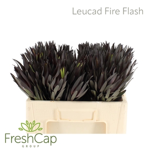 Leucad Fire Flash