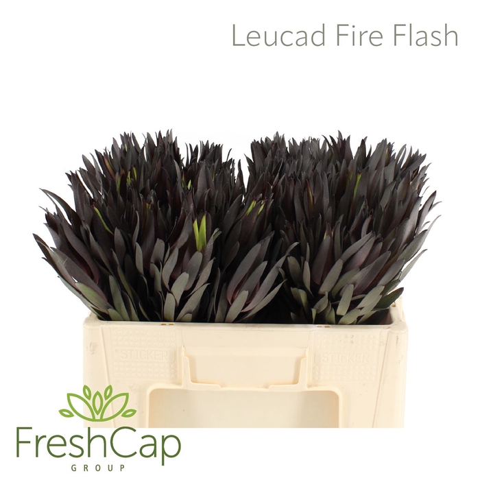<h4>Leucad Fire Flash</h4>