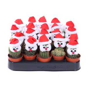 Cactus 5,5 cm met snor en kerstmuts