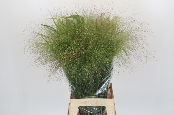 <h4>Panicum Fountain</h4>