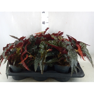 Begonia BD mac. 'Black Forest'