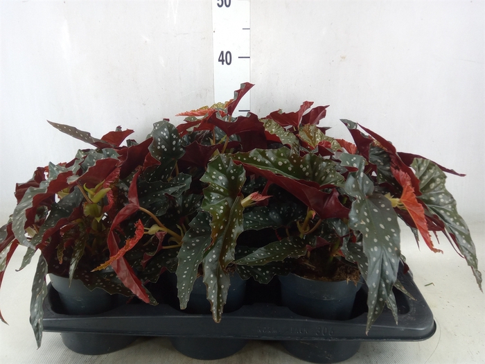 <h4>Begonia BD mac. 'Black Forest'</h4>
