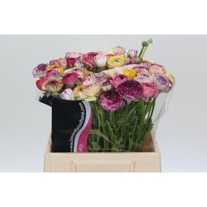 Ranunculus Elegance Cappucino Mix