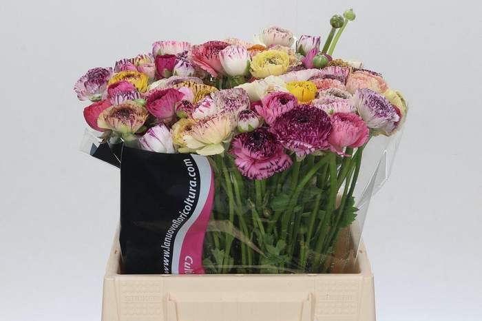 <h4>Ranunculus Elegance Cappucino Mix</h4>