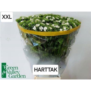 Di Barb S Will White 70cm Ex