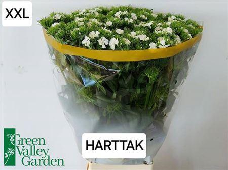 <h4>Di Barb S Will White 70cm Ex</h4>