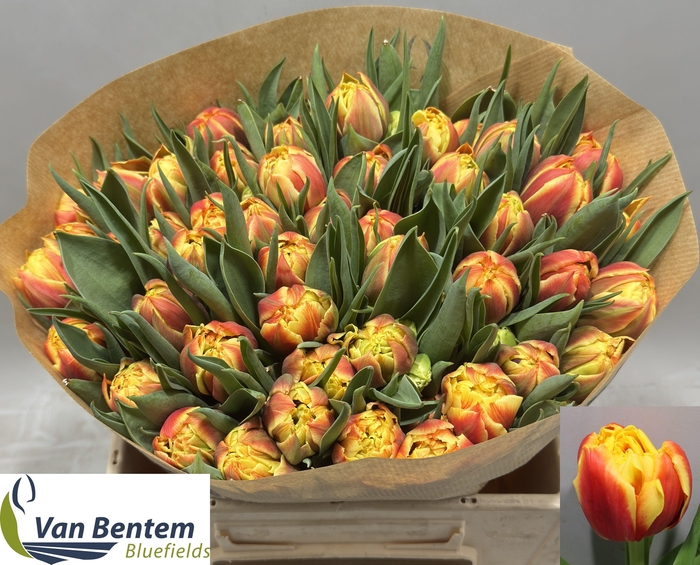 <h4>TU DU EDITION</h4>