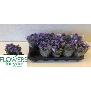 CAMPANULA BLUE DOUBLE