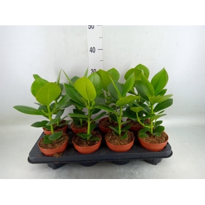 Clusia rosea 'Princess'