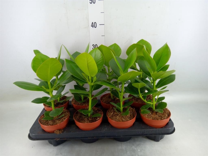 <h4>Clusia rosea 'Princess'</h4>