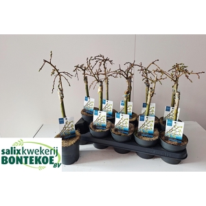 !! PROMO !! SALIX ARBUSCULA P12