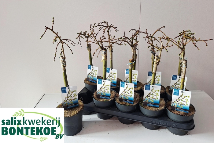 <h4>!! PROMO !! SALIX ARBUSCULA P12</h4>