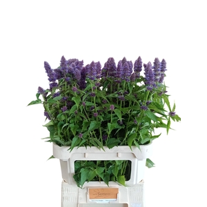 AGASTACHE