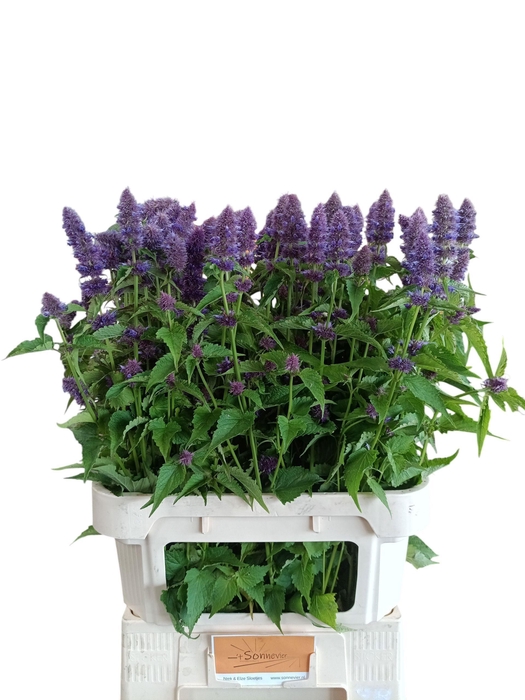 <h4>AGASTACHE</h4>