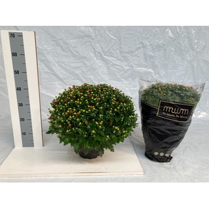 Chrysanthemum  'Tocca Orange'