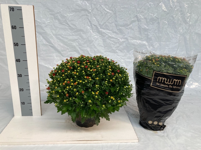 <h4>Chrysanthemum  'Tocca Orange'</h4>
