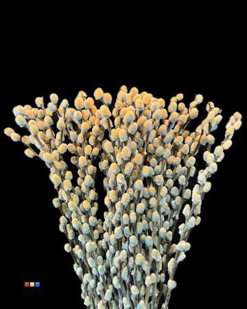 <h4>Salix Pussy Willow Blue Bay</h4>