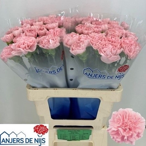 DI ST PINK MONTEZUMA