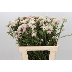 Ozothamnus Cooks Lightpink Spray