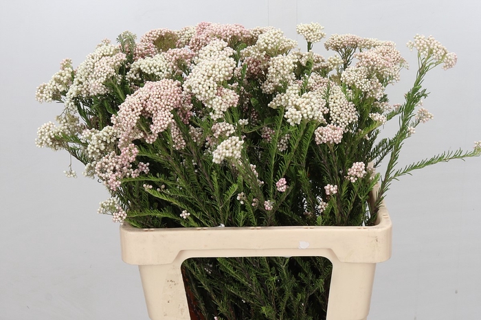 Ozothamnus Cooks Lightpink Spray