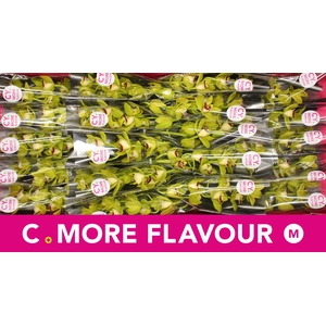 Mini cymbidium 'Evergreen' 40 cm