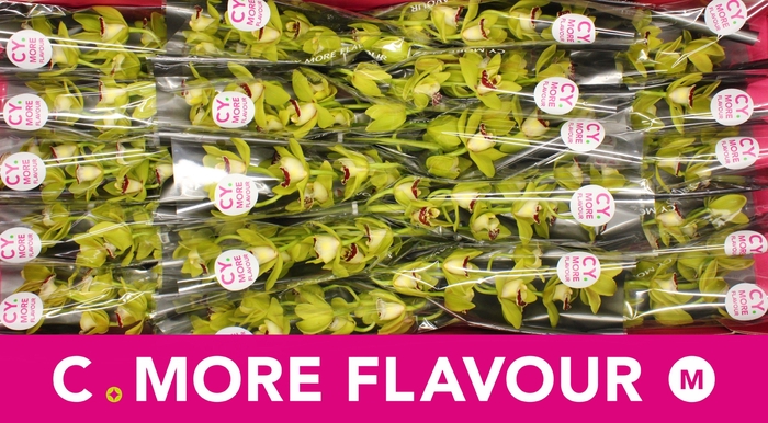 <h4>Mini cymbidium 'Evergreen' 40 cm</h4>