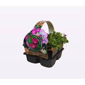 Geranium sanguineum 'Max Frei'