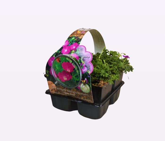 Geranium sanguineum 'Max Frei'