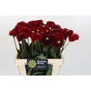 Dahlia Red Fox