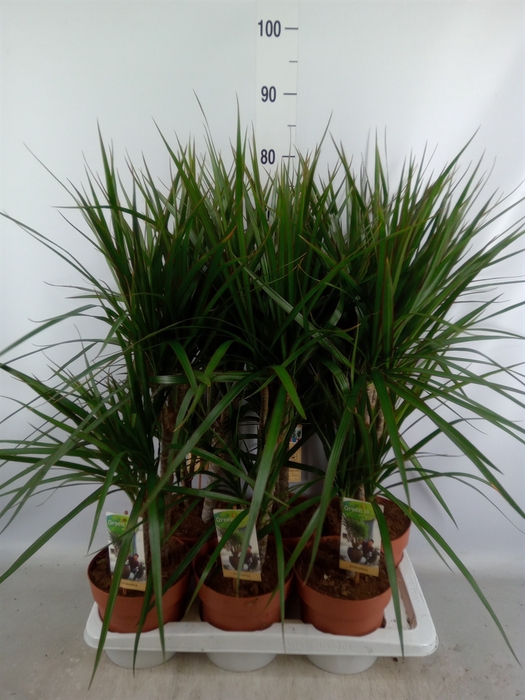 <h4>Dracaena marg.</h4>